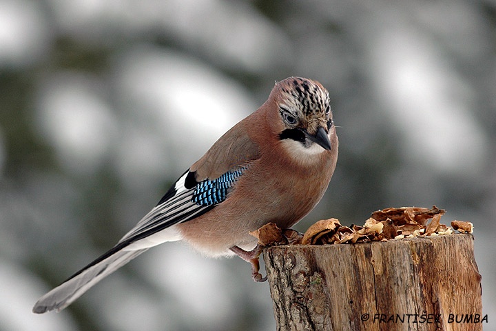 Sojka obecná (Garrulus glandarius)