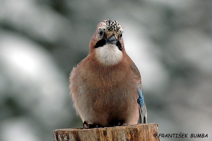 Sojka obecná (Garrulus glandarius)