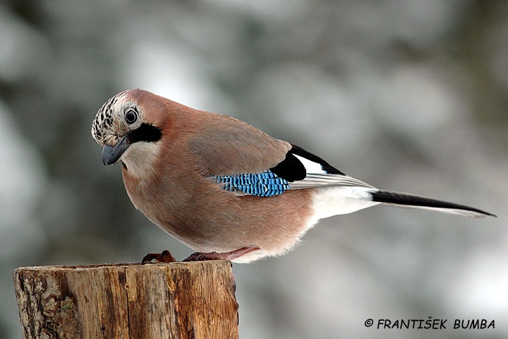 Sojka obecná (Garrulus glandarius)