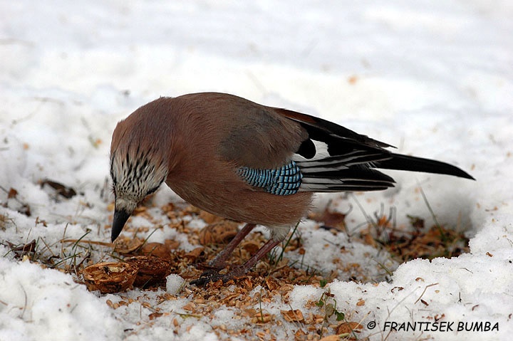 Sojka obecná (Garrulus glandarius)