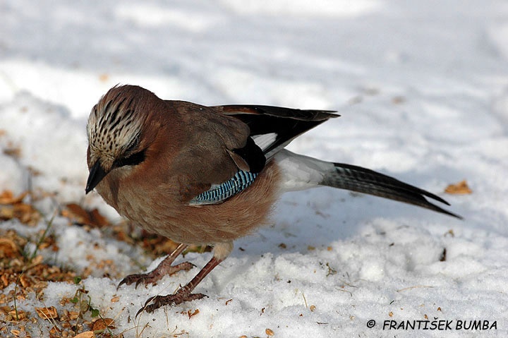 Sojka obecná (Garrulus glandarius)