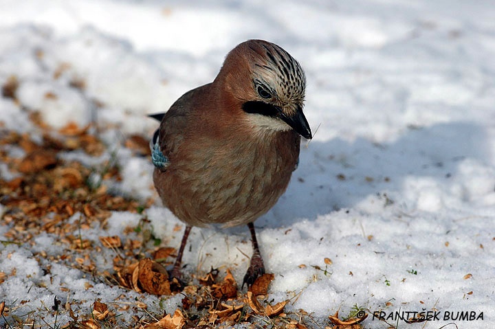 Sojka obecná (Garrulus glandarius)