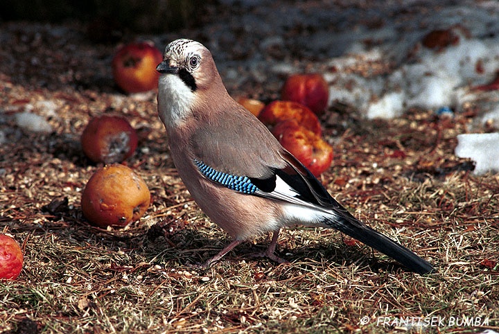 Sojka obecná (Garrulus glandarius)