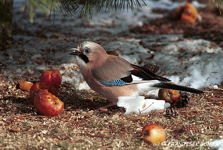 Sojka obecná (Garrulus glandarius)