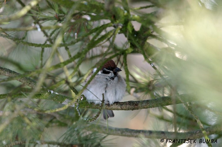 Vrabec polní (Passer montanus)