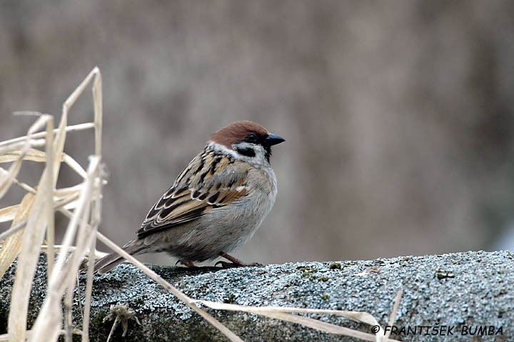 Vrabec polní (Passer montanus)