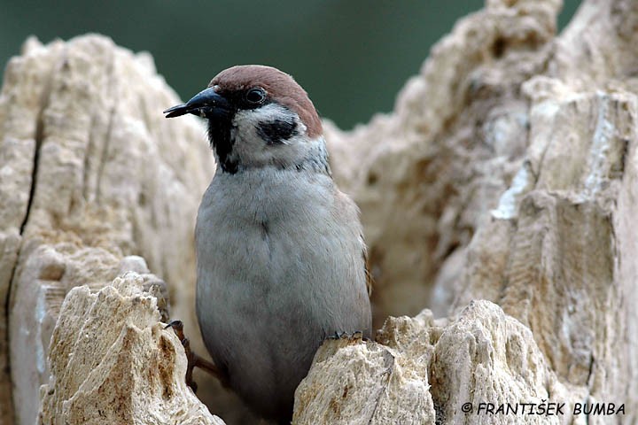 Vrabec polní (Passer montanus)