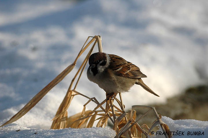 Vrabec polní (Passer montanus)