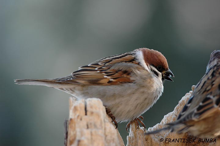 Vrabec polní (Passer montanus)