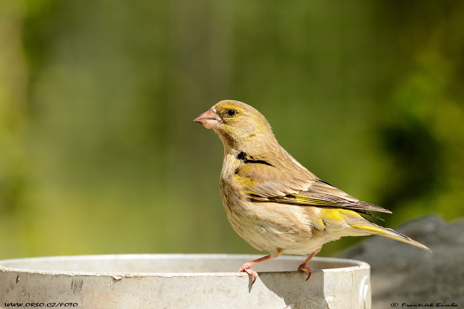   Zvonek zelený (Carduelis chloris)