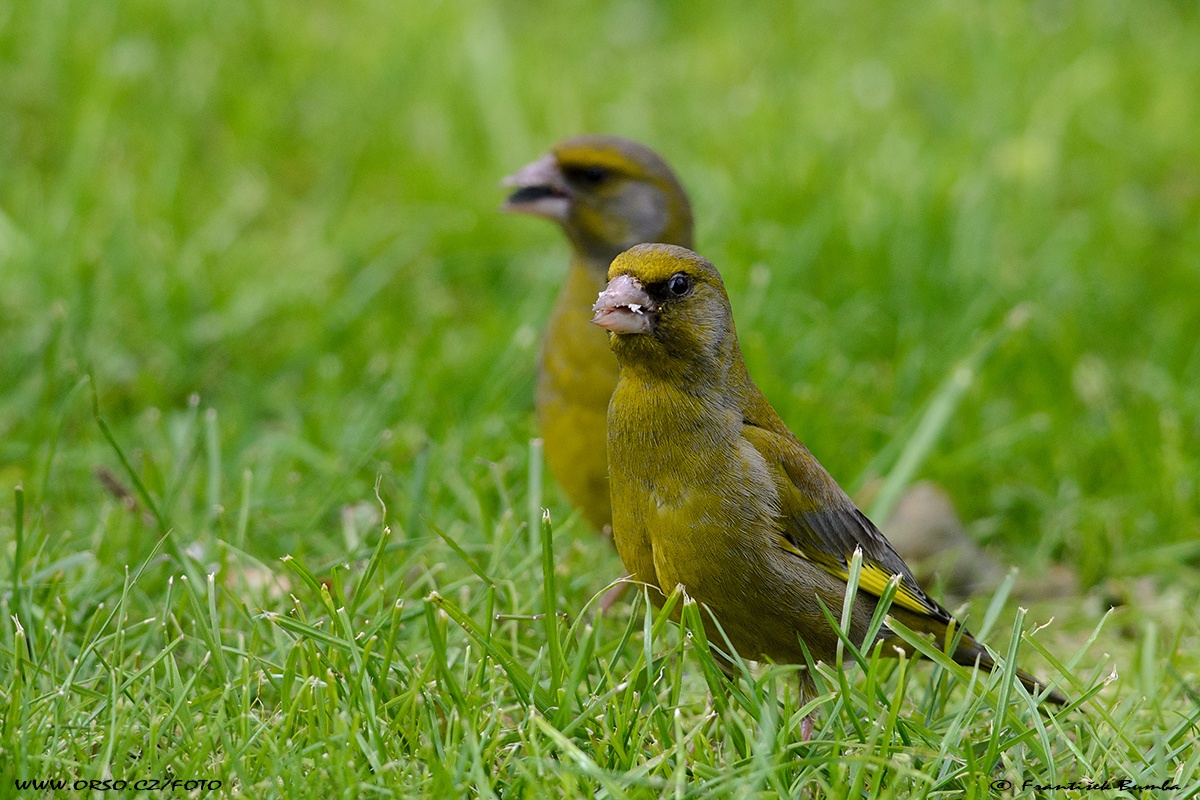   Zvonek zelený (Carduelis chloris)