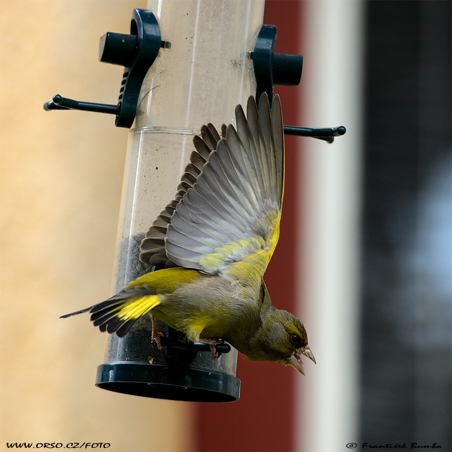   Zvonek zelený (Carduelis chloris)