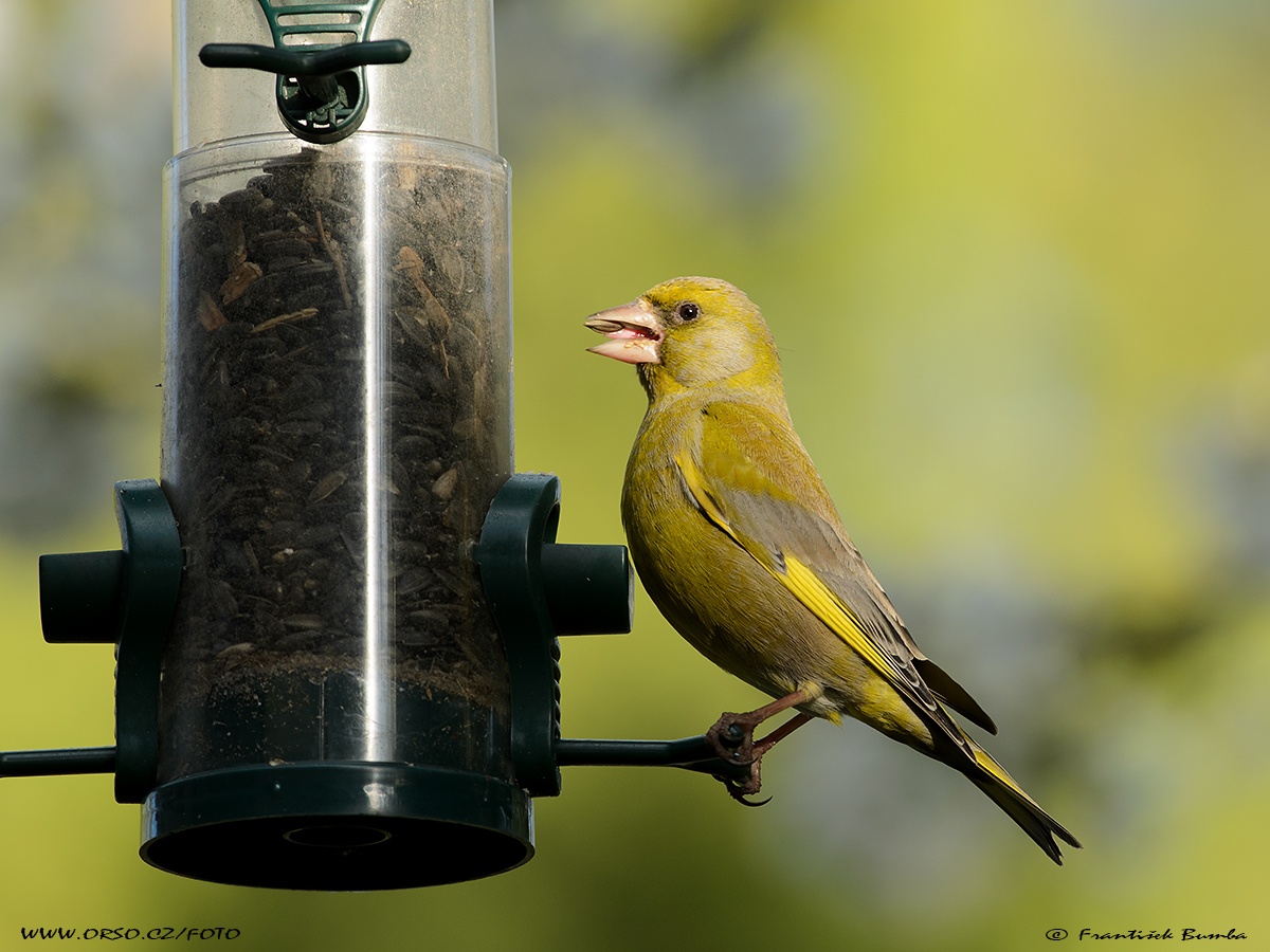   Zvonek zelený (Carduelis chloris)