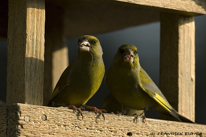   Zvonek zelený (Carduelis chloris)