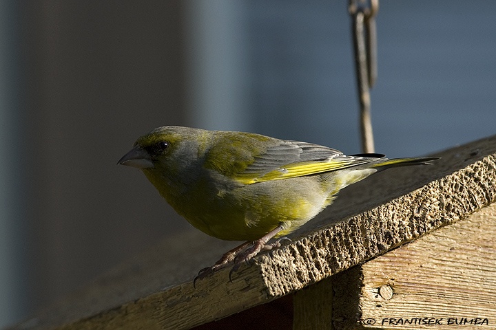   Zvonek zelený (Carduelis chloris)