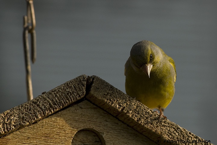   Zvonek zelený (Carduelis chloris)