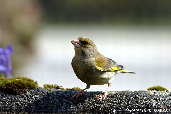   Zvonek zelený (Carduelis chloris)