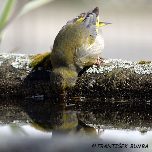   Zvonek zelený (Carduelis chloris)