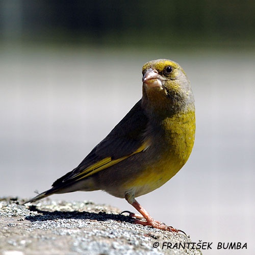   Zvonek zelený (Carduelis chloris)