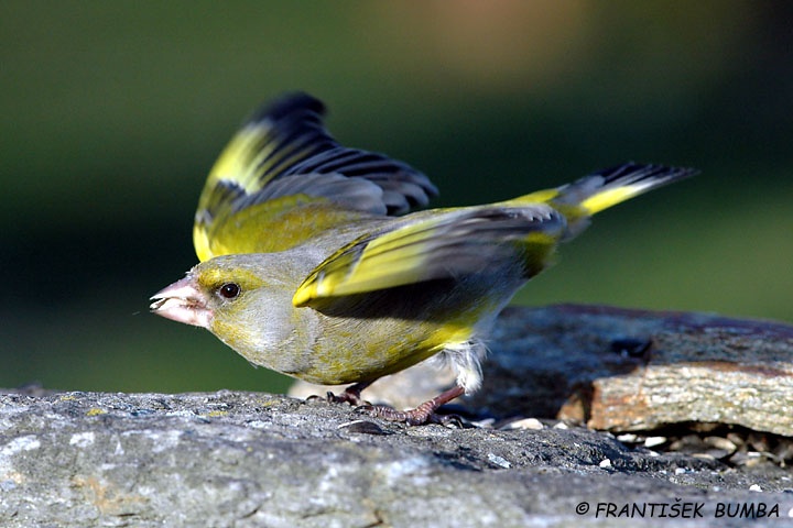   Zvonek zelený (Carduelis chloris)