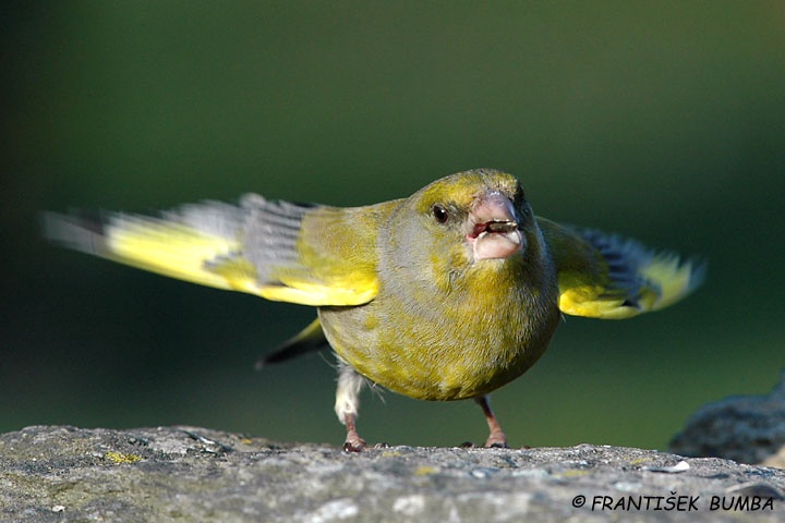   Zvonek zelený (Carduelis chloris)