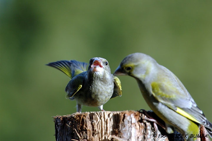   Zvonek zelený (Carduelis chloris)