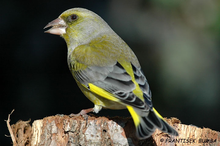   Zvonek zelený (Carduelis chloris)