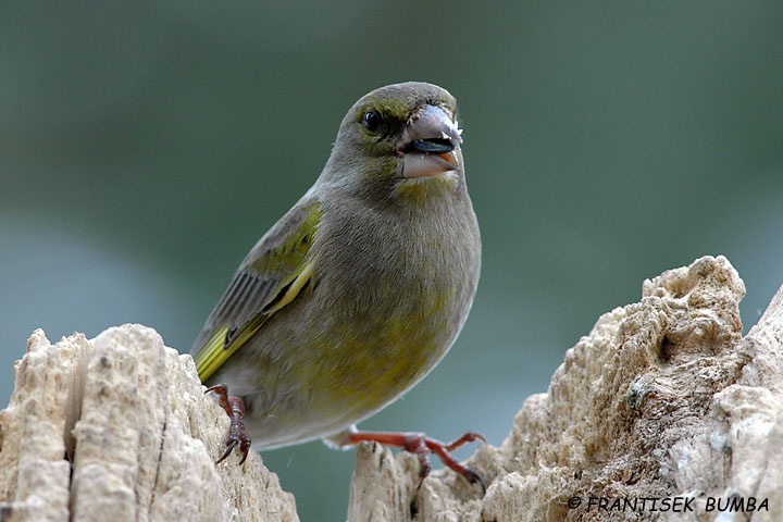   Zvonek zelený (Carduelis chloris)