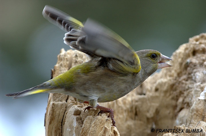   Zvonek zelený (Carduelis chloris)