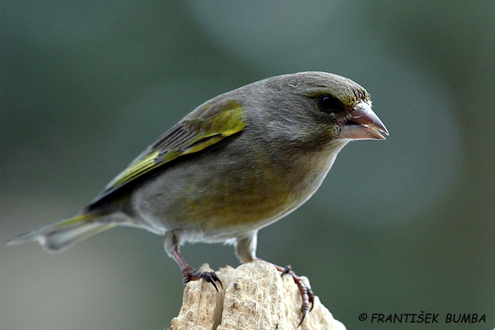   Zvonek zelený (Carduelis chloris)