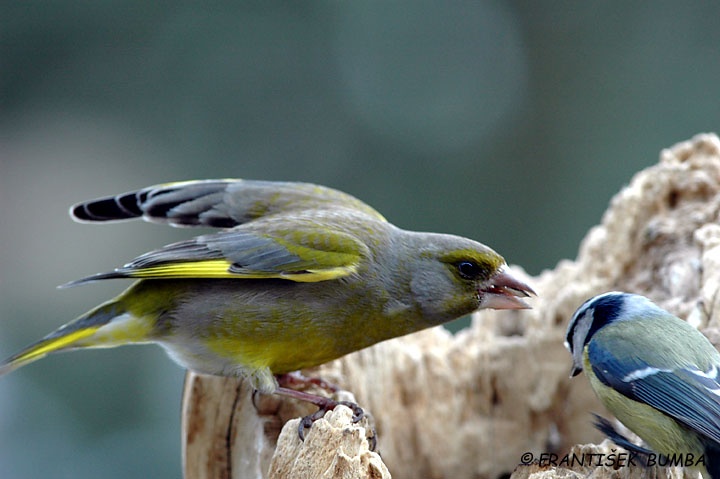   Zvonek zelený (Carduelis chloris)