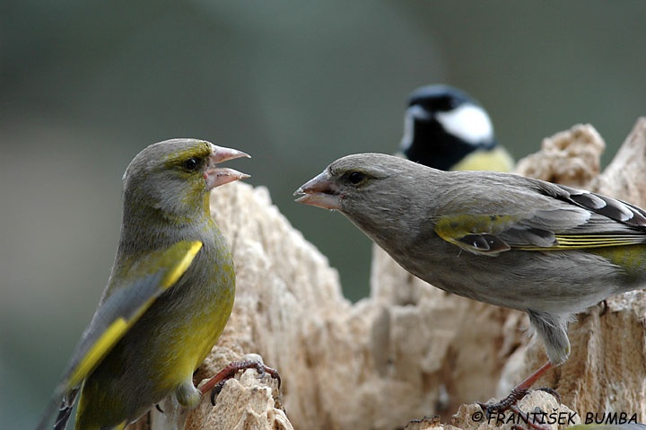   Zvonek zelený (Carduelis chloris)