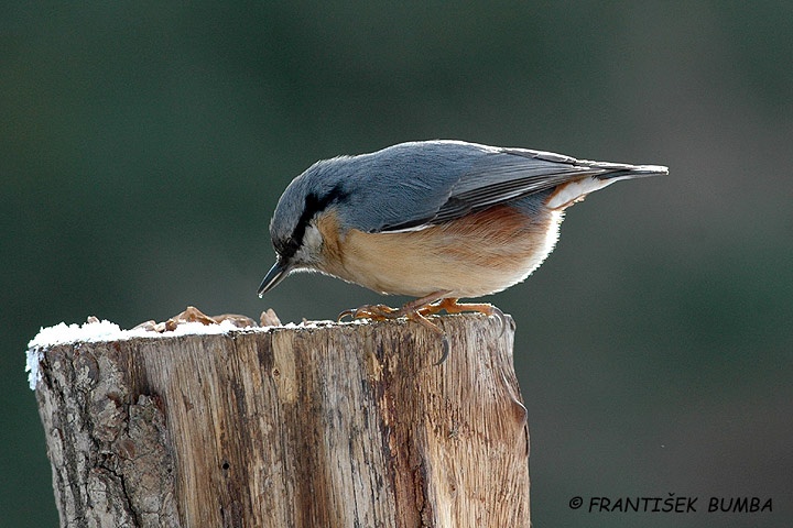 Brhlík lesní (Sitta europaea) 