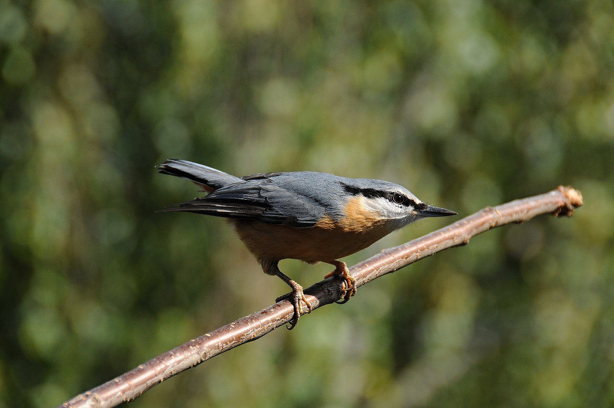 Brhlík lesní (Sitta europaea) 