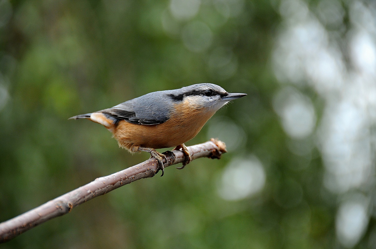 Brhlík lesní (Sitta europaea) 