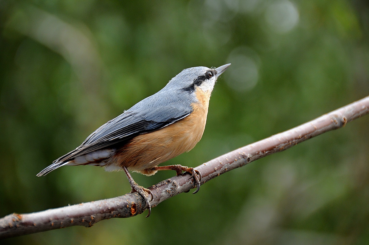 Brhlík lesní (Sitta europaea) 