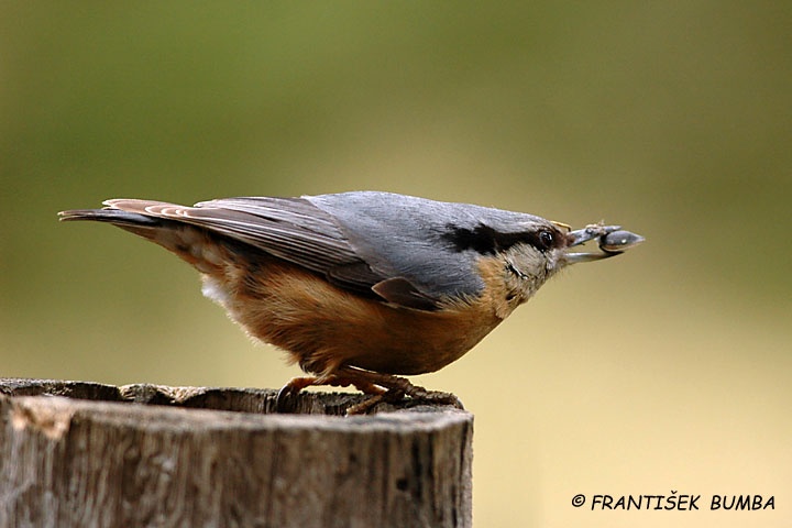 Brhlík lesní (Sitta europaea) 