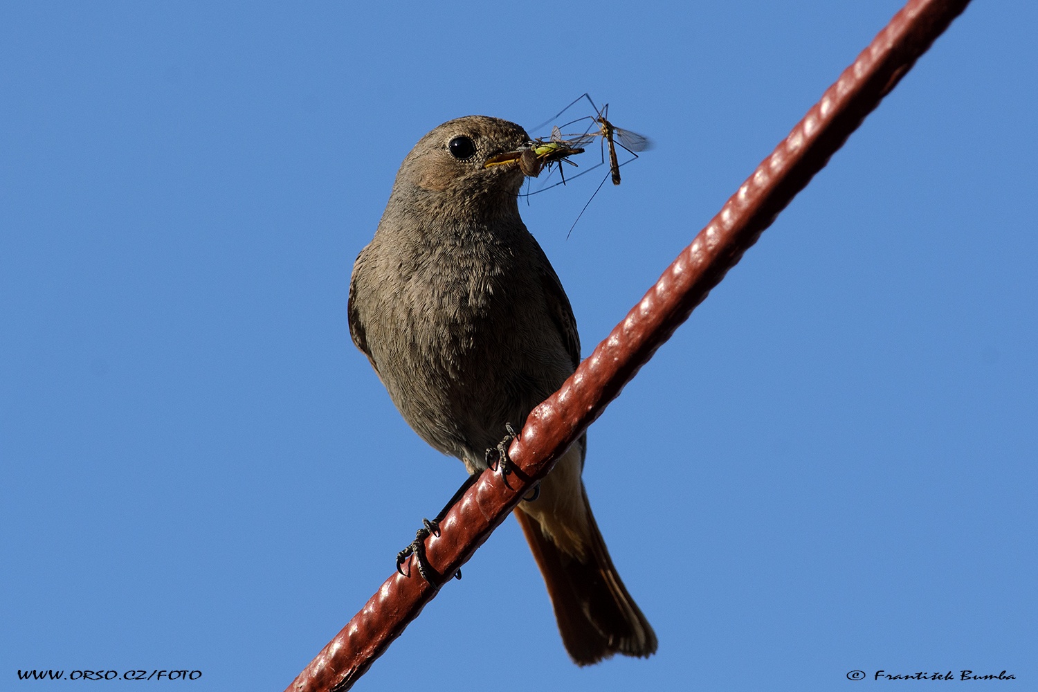    Rehek domácí (Phoenicurus ochruros)