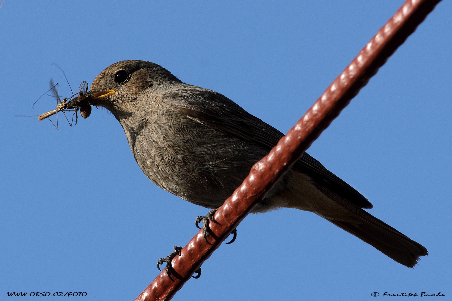    Rehek domácí (Phoenicurus ochruros)