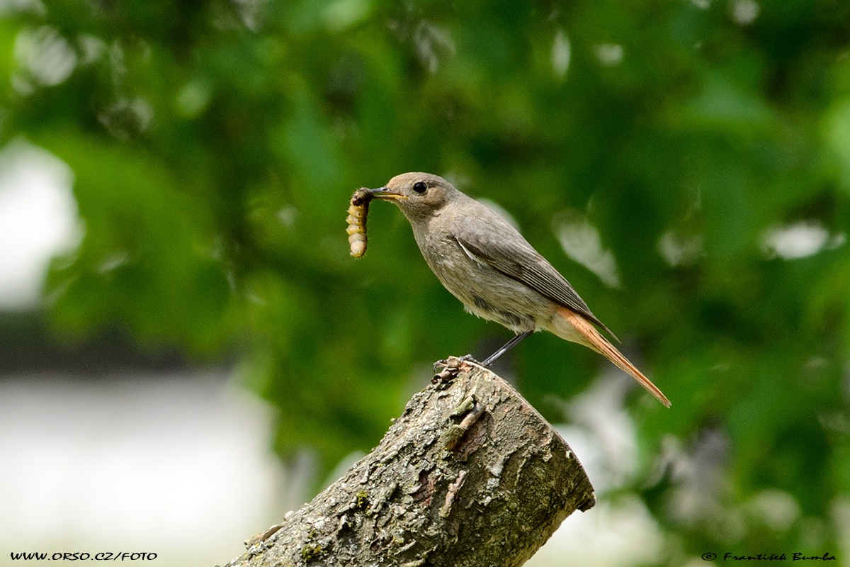    Rehek domácí (Phoenicurus ochruros)