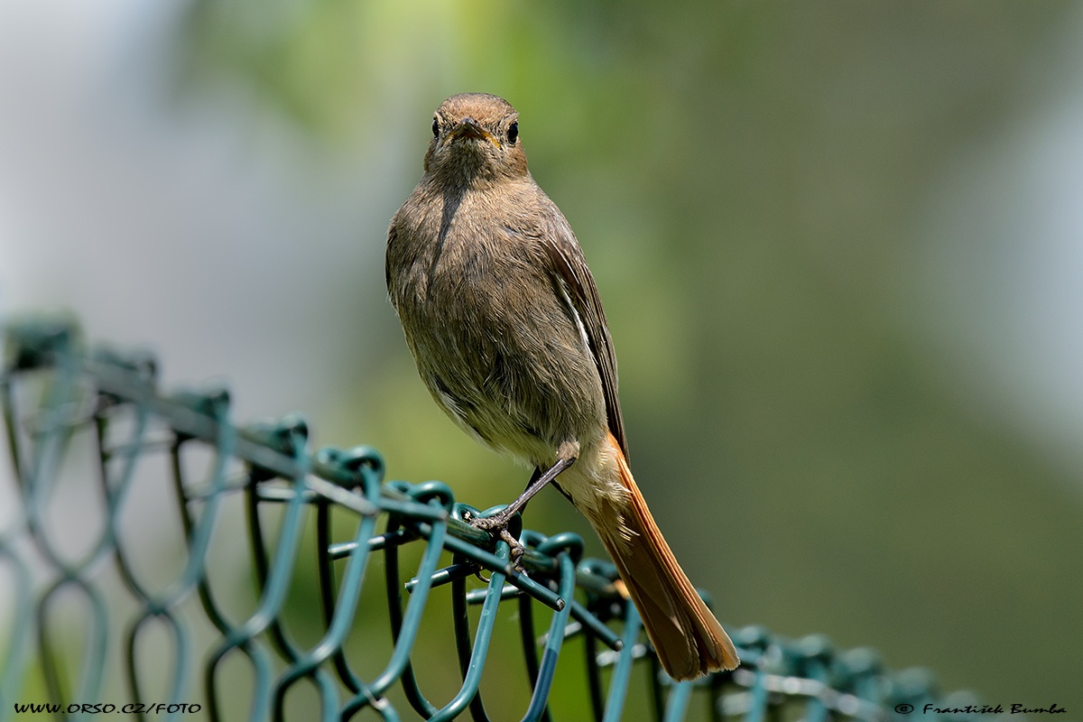    Rehek domácí (Phoenicurus ochruros)