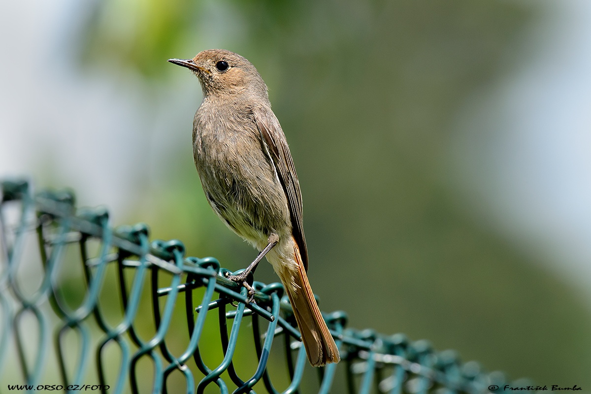    Rehek domácí (Phoenicurus ochruros)