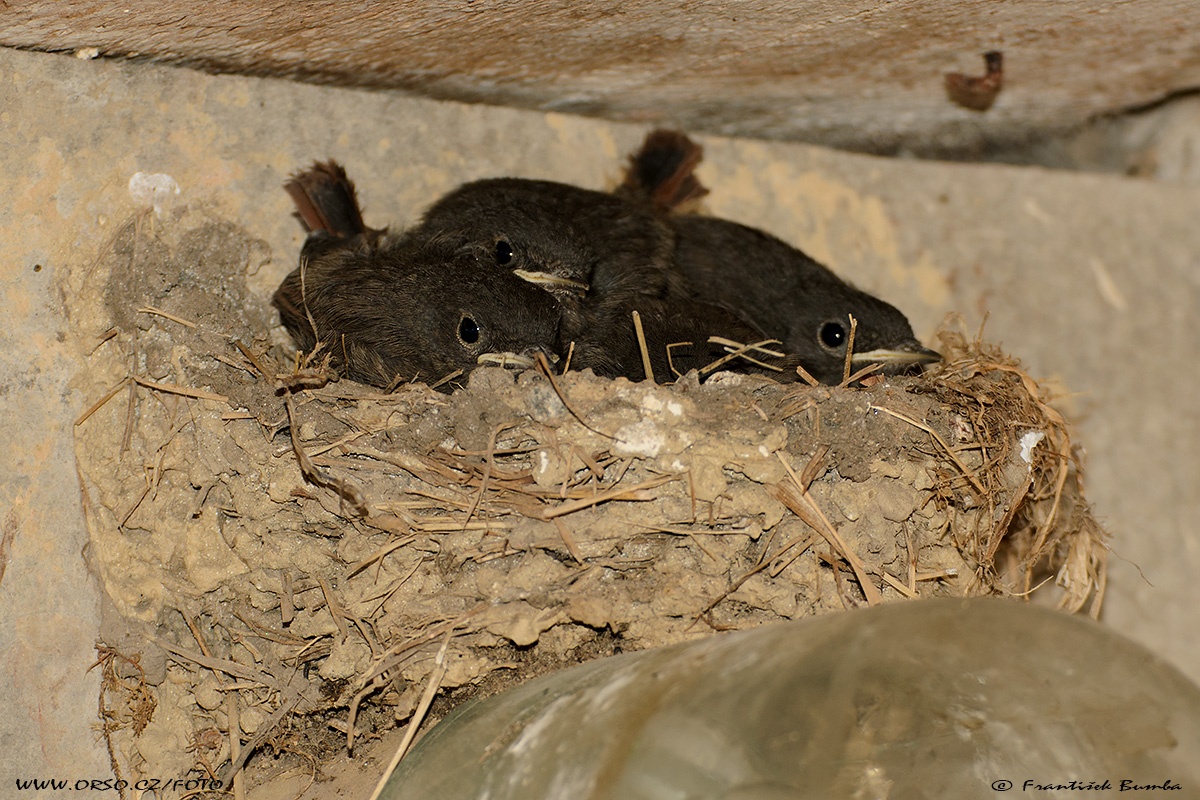    Rehek domácí (Phoenicurus ochruros)