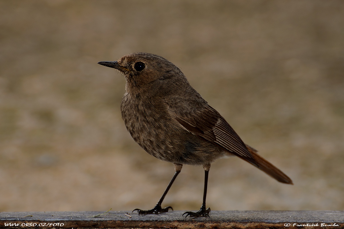    Rehek domácí (Phoenicurus ochruros)