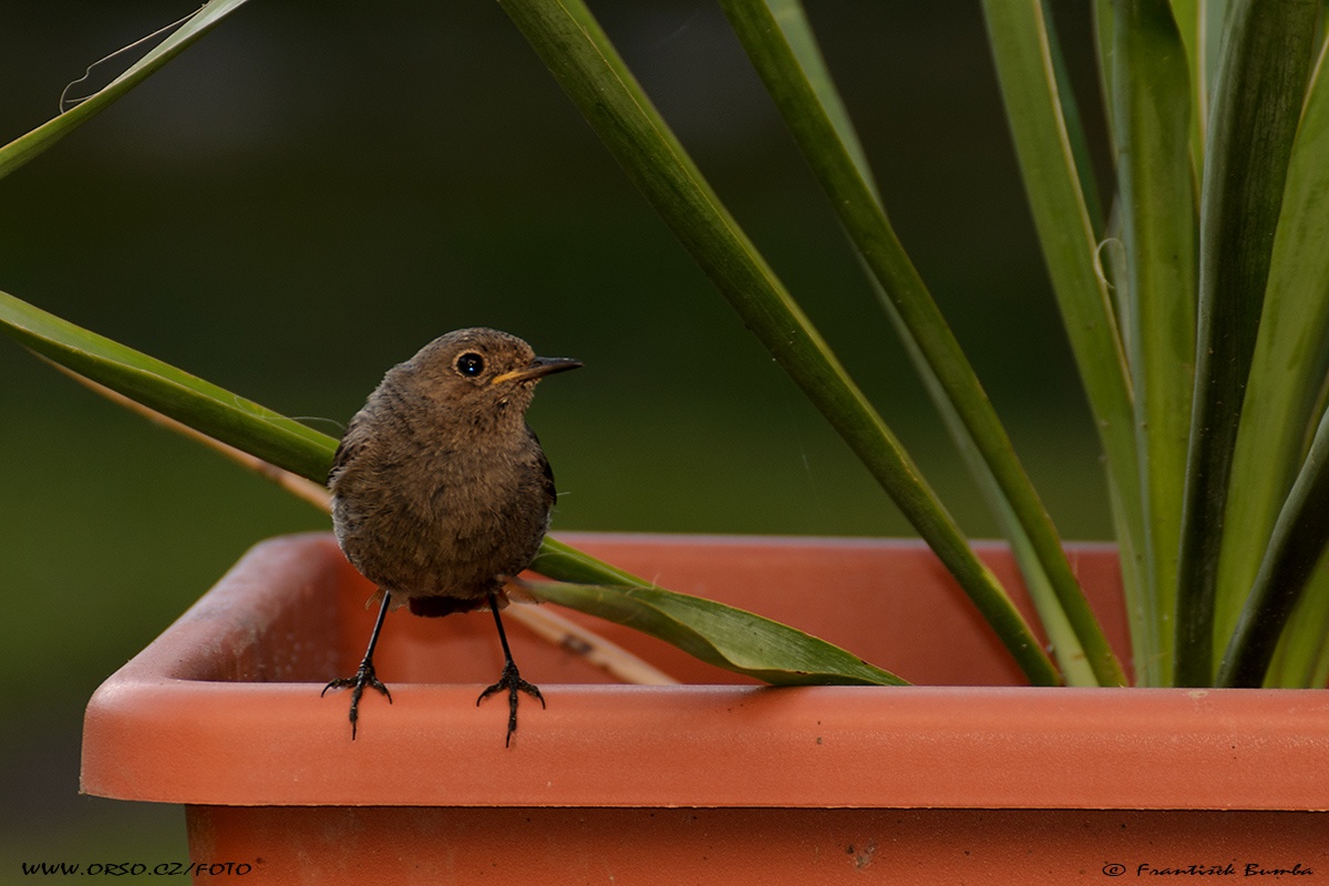    Rehek domácí (Phoenicurus ochruros)