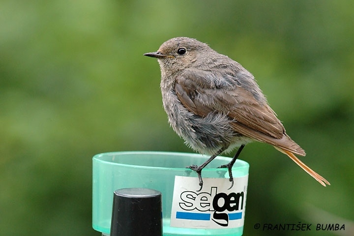    Rehek domácí (Phoenicurus ochruros)