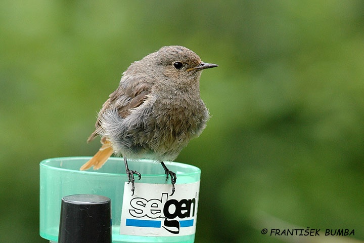    Rehek domácí (Phoenicurus ochruros)