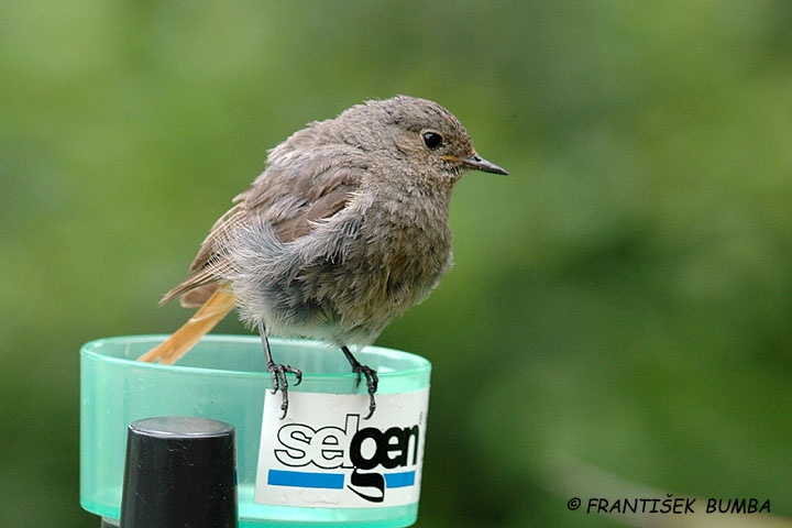    Rehek domácí (Phoenicurus ochruros)