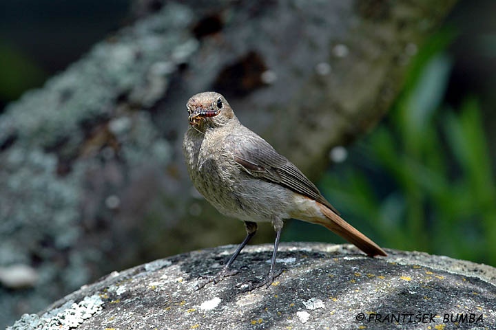    Rehek domácí (Phoenicurus ochruros)