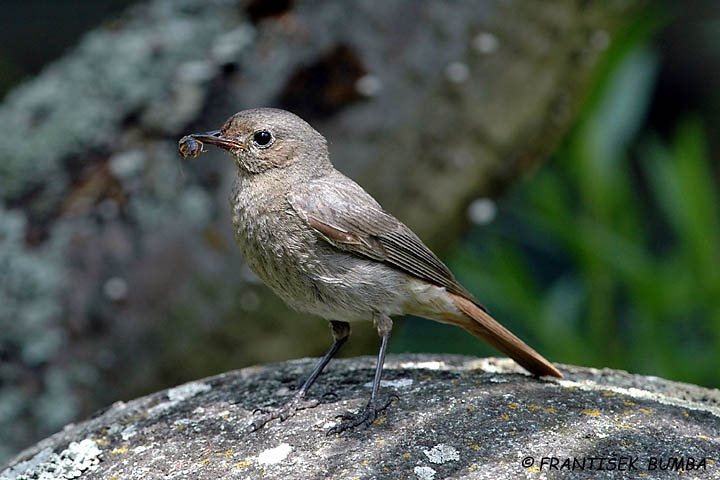    Rehek domácí (Phoenicurus ochruros)